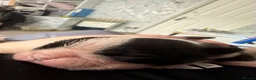 Boston Terrier dogs for sale: Stunning Boston Terriers Boys.  - Advert 9