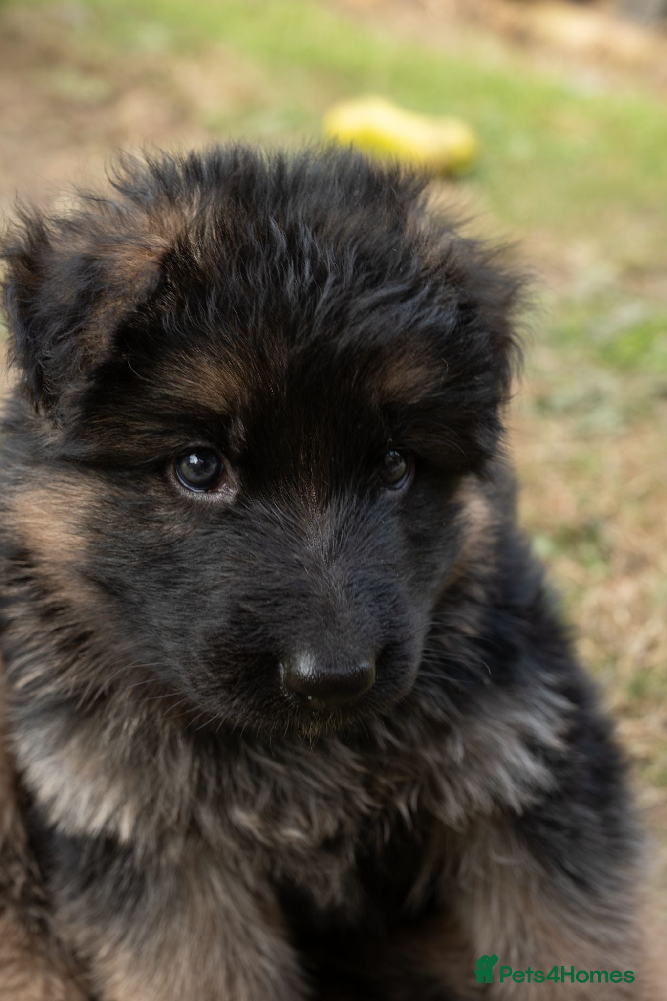 German Shepherd dogs KC Fantastic long coat German Shepherd's  - Advert 2