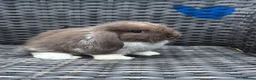 Mini Lop rabbits for sale: Beautiful baby mini lops  - Advert 6