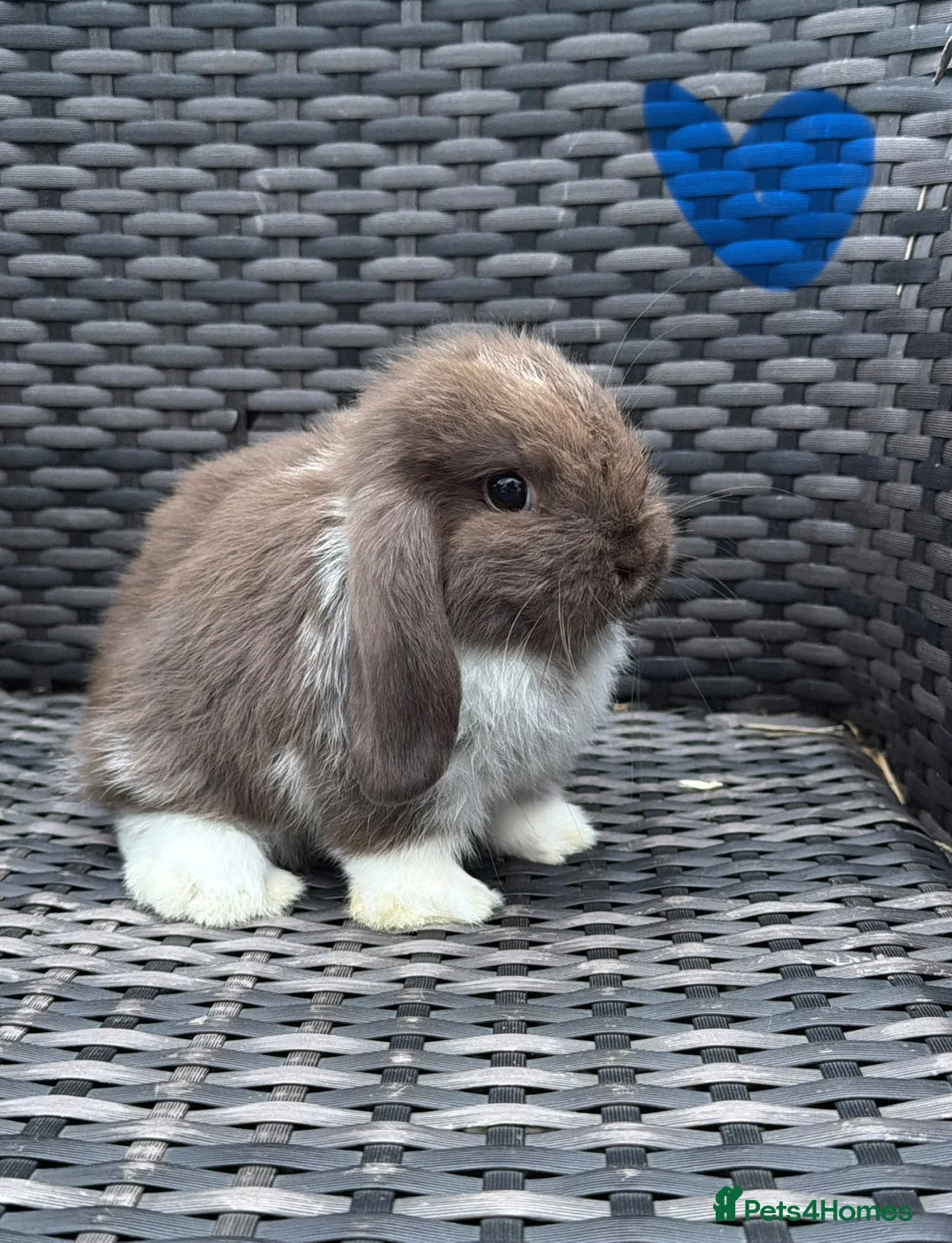 Mini Lop rabbits for sale: Beautiful baby mini lops  - Advert 6