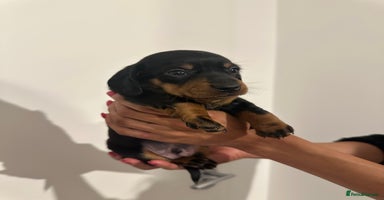 Miniature Dachshund dogs - Advert 7
