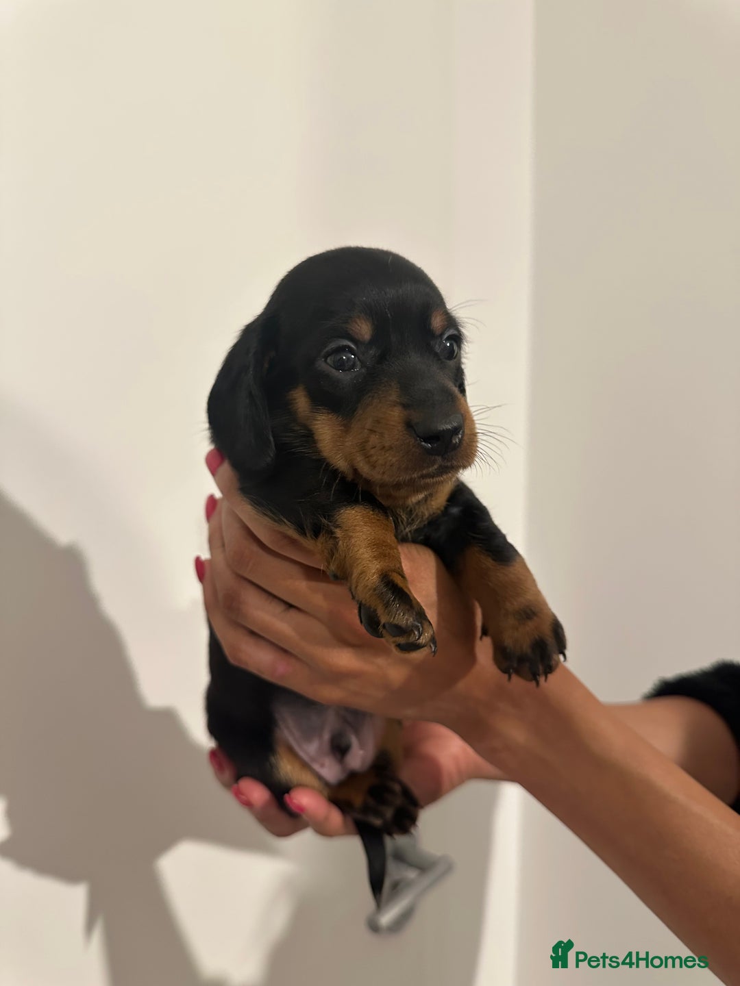 Miniature Dachshund dogs for sale: ✨Mini Smooth Hair Dachshund Ready 18/10/2025 ✨ - Image 3
