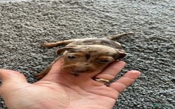 Miniature Dachshund dogs for sale: MINIATURE DACHSHUND PUPPIES FOR SALE - Image 3