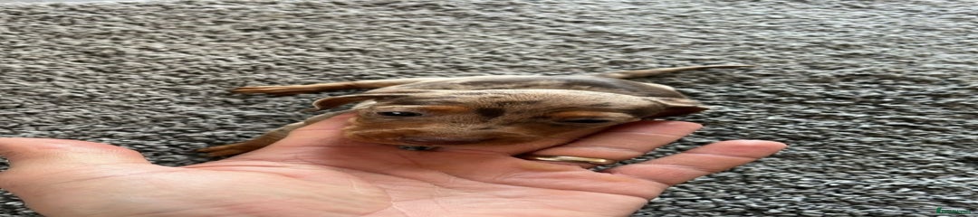 Miniature Dachshund Puppy 1