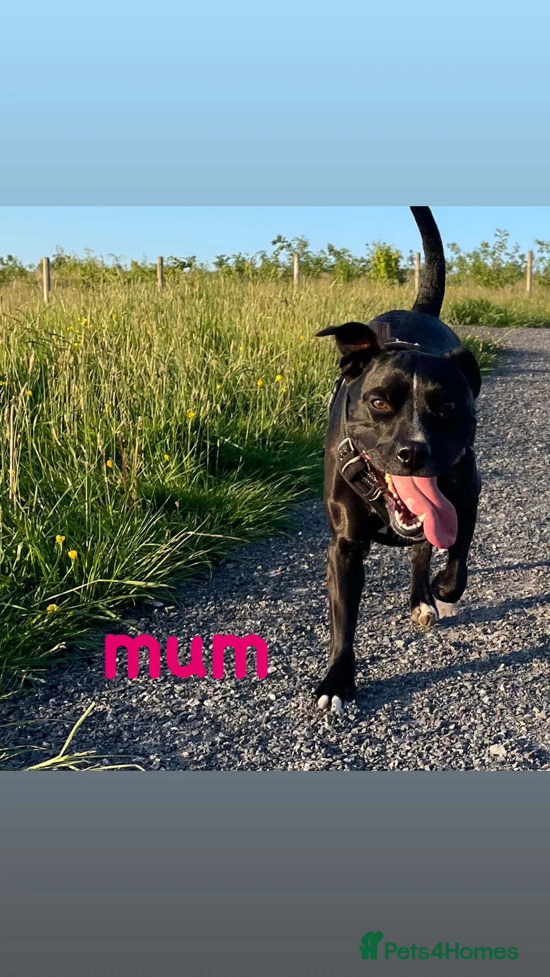 Staffordshire Bull Terrier dogs for sale: Staffordshire Bull Terrier Pups 💙🩷 - Advert 9