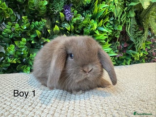 Mini Lop rabbits ⭐️ MINI LOPS ⭐️ ready to reserve - Advert 2