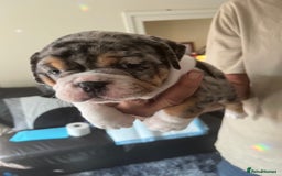 English Bulldog dogs for sale: We have 3 beautiful Bulldog girls  - Image 11