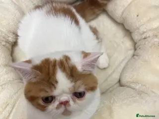 Exotic cats Exotic kittens - Advert 18