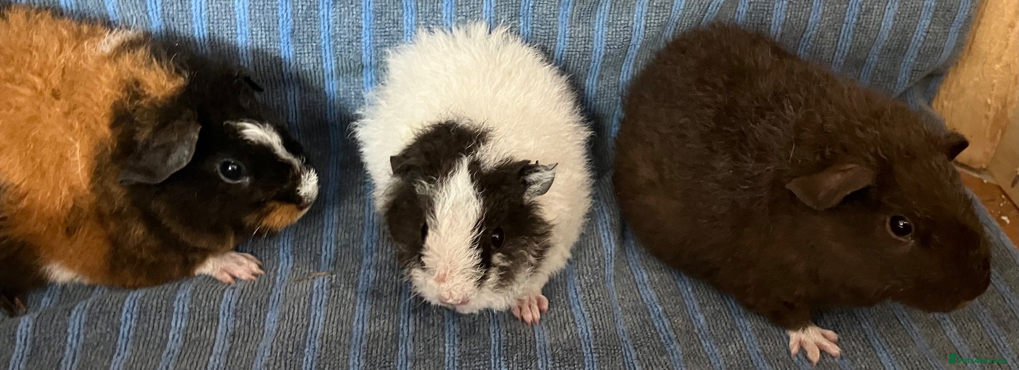 Guinea Pig rodents Pure bred baby Teddy does/girls - Advert 19