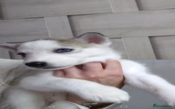 Siberian Husky dogs for sale: Siberian huskys READY NOW 1 boy 1 girl. - Image 25