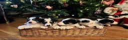 Border Collie dogs for sale: Adorable Sheepdog Pups - Advert 3