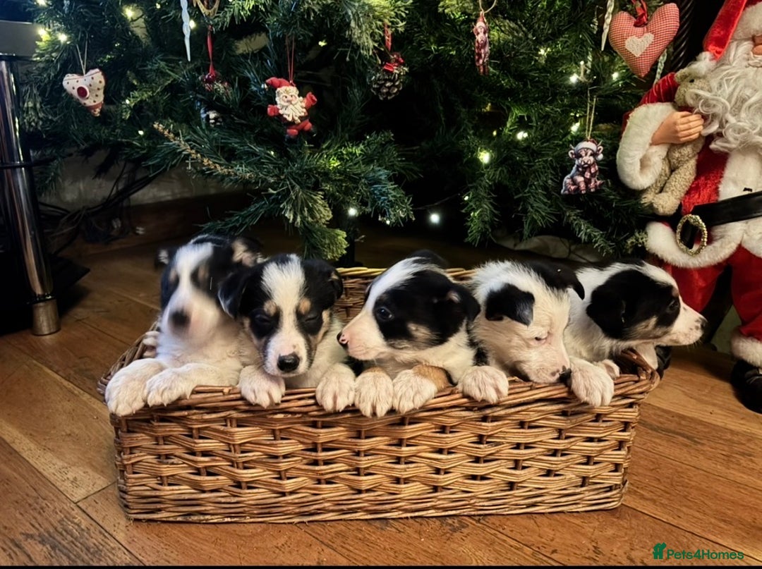 Border Collie dogs for sale: Adorable Sheepdog Pups - Advert 3