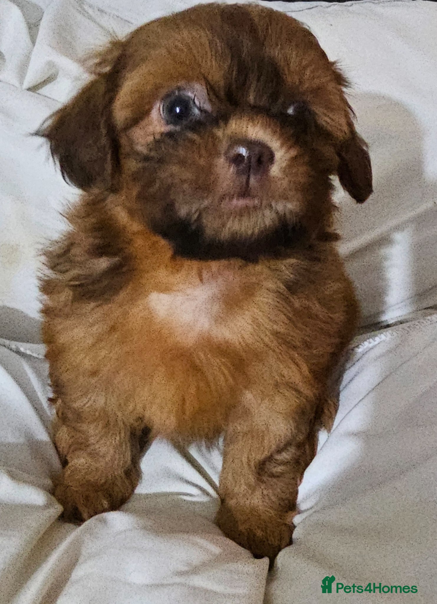 Shih Tzu dogs for sale: Choc Liver Shih Tzu puppies - Advert 9