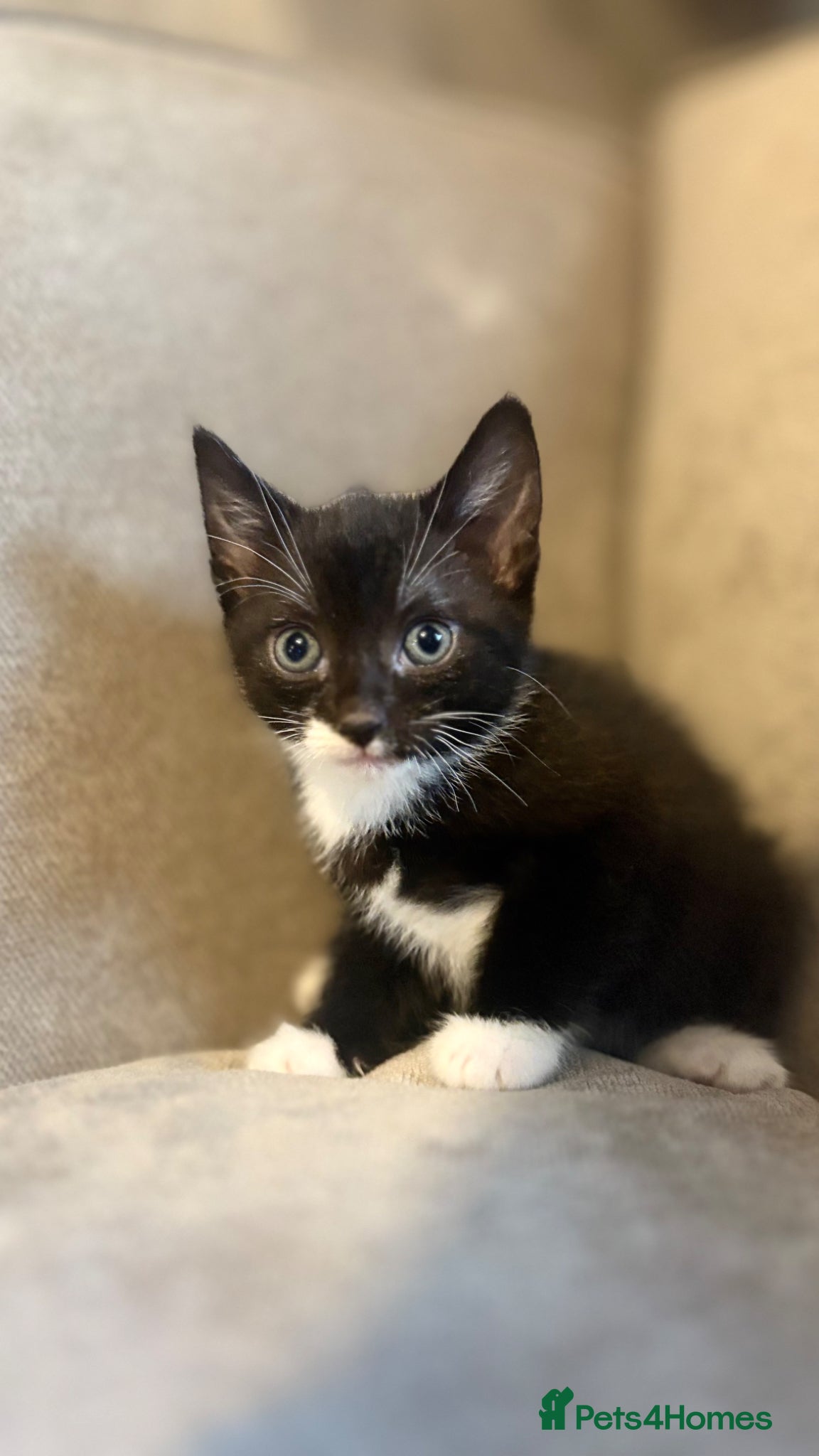 Mixed Breed cats 4 left Ragdoll cross kittens  - Advert 5