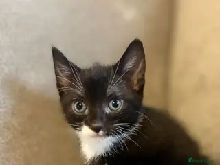 Mixed Breed cats 4 left Ragdoll cross kittens - Advert 1