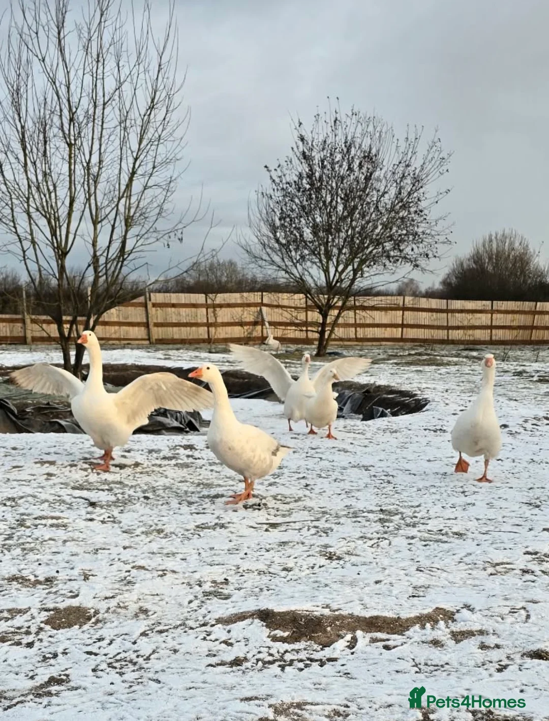 Geese poultry for sale: 4 geese & 2 ducks  in Doncaster - Advert 1