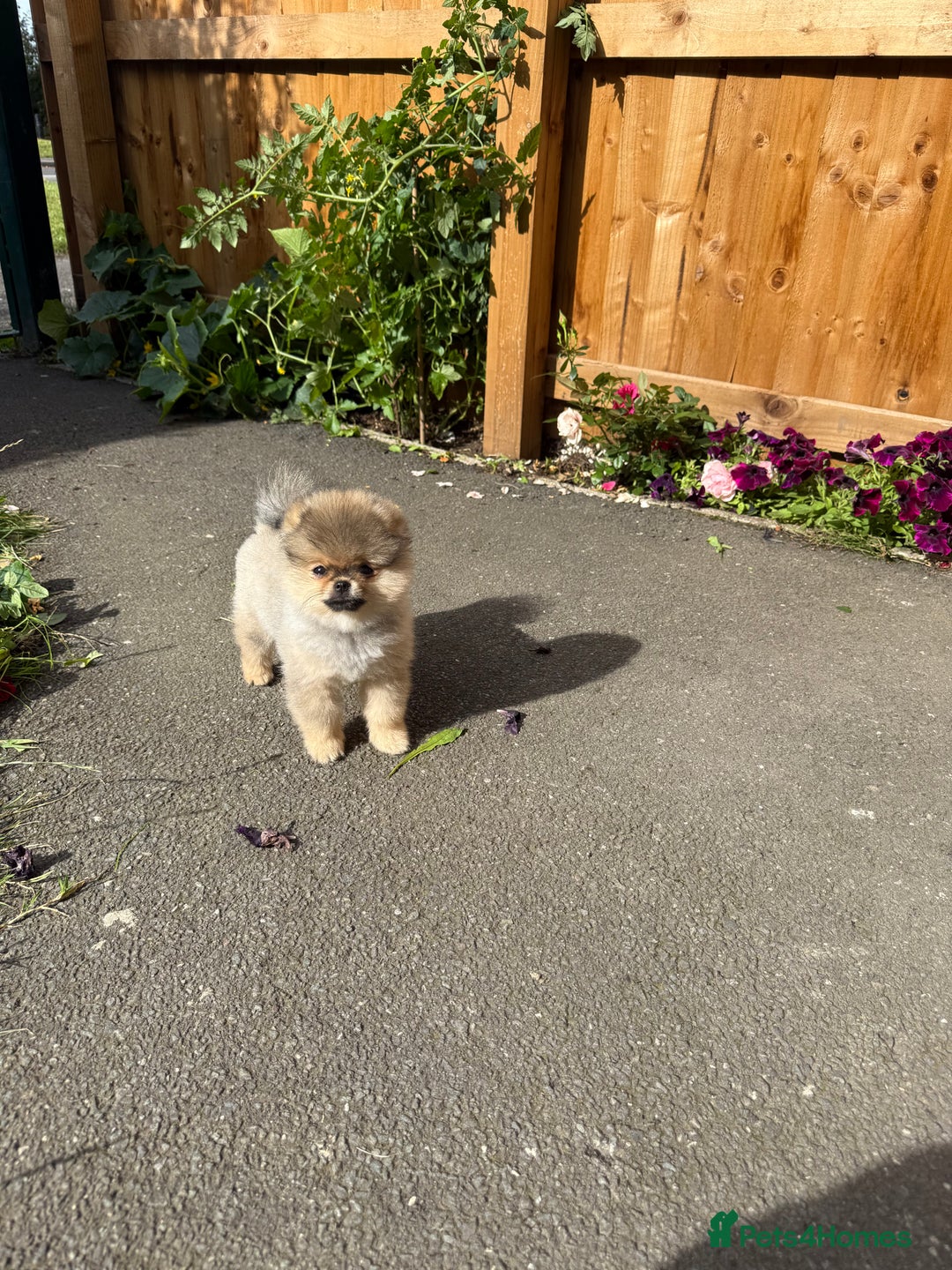 Pomeranian dogs for sale: Last female teddy face Pomeranian  - Image 5