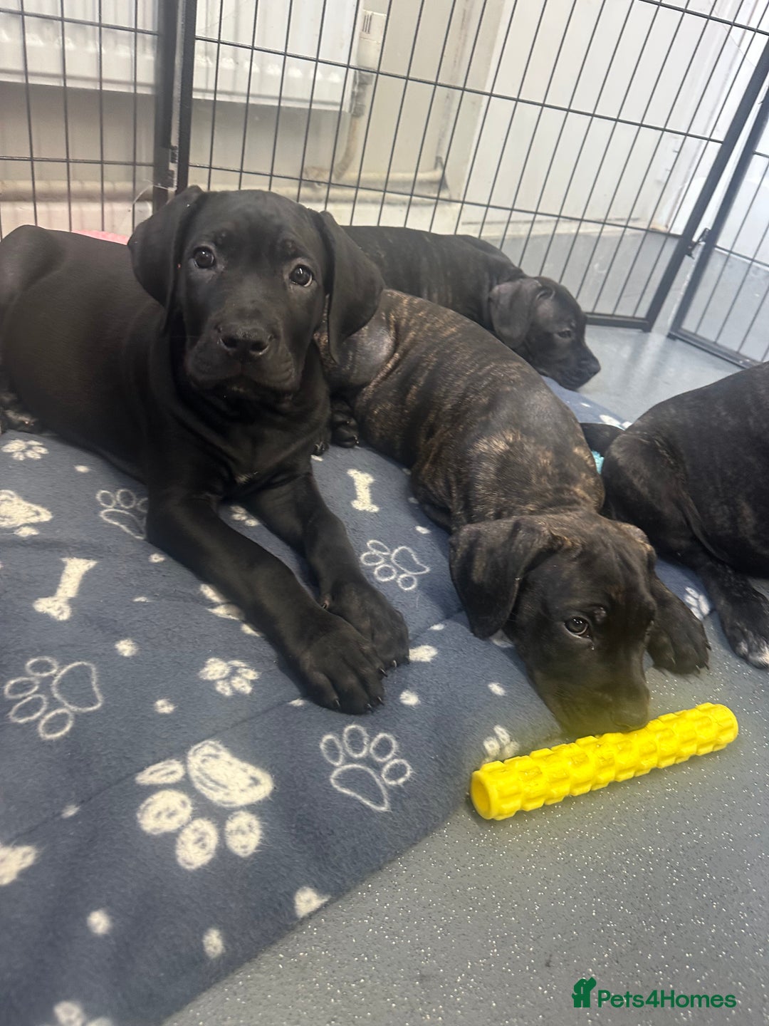 Cane Corso dogs for sale: CLOSING ADVERT ONCE REVIEWS ARE MADE - Advert 6