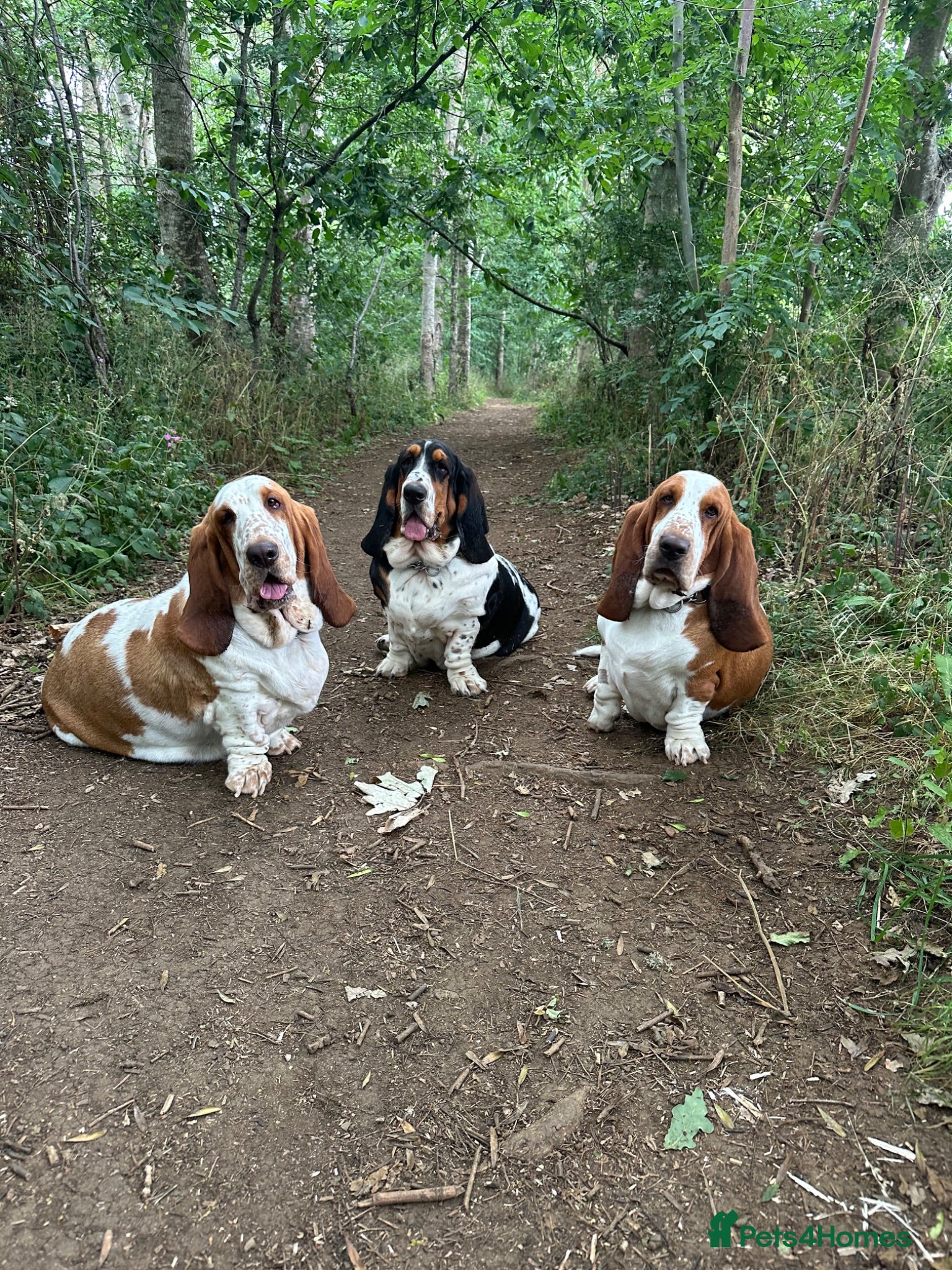 Basset Hound dogs Besset Puppies  - Advert 3