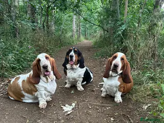 Basset Hound dogs Besset Puppies - Advert 3