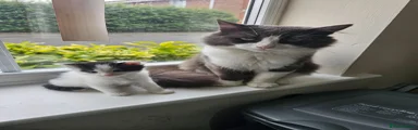 British Longhair 1