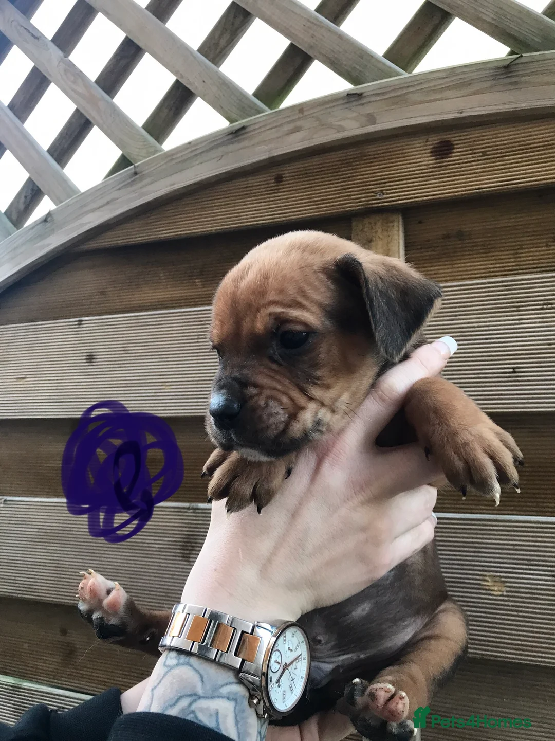 Mixed Breed dogs for sale: Bullweiller pups Merle  - Advert 4