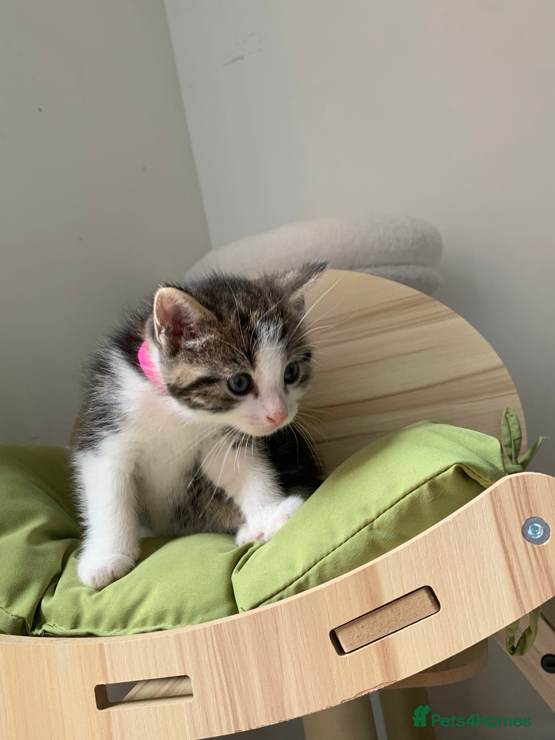 Mixed Breed cats for sale: Mixed breed Kittens  - Image 17