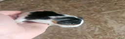 Guinea Pig rodents for sale: Baby Guinea Pigs in Rhyl - Advert 3
