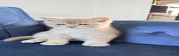 British Shorthair cats for sale: Stunning Purebred BSH - Vaccinated & Microchipped - Advert 6