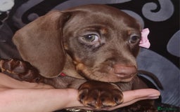 Miniature Dachshund dogs for sale: 💜 STUNNING MINIATURE CHOCOLATE Dachshunds💜 - Image 7