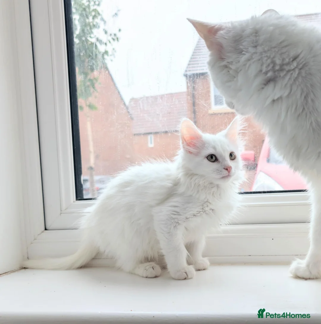 Turkish Angora cats for sale: Affectionate Turkish Angora Boy - Advert 5