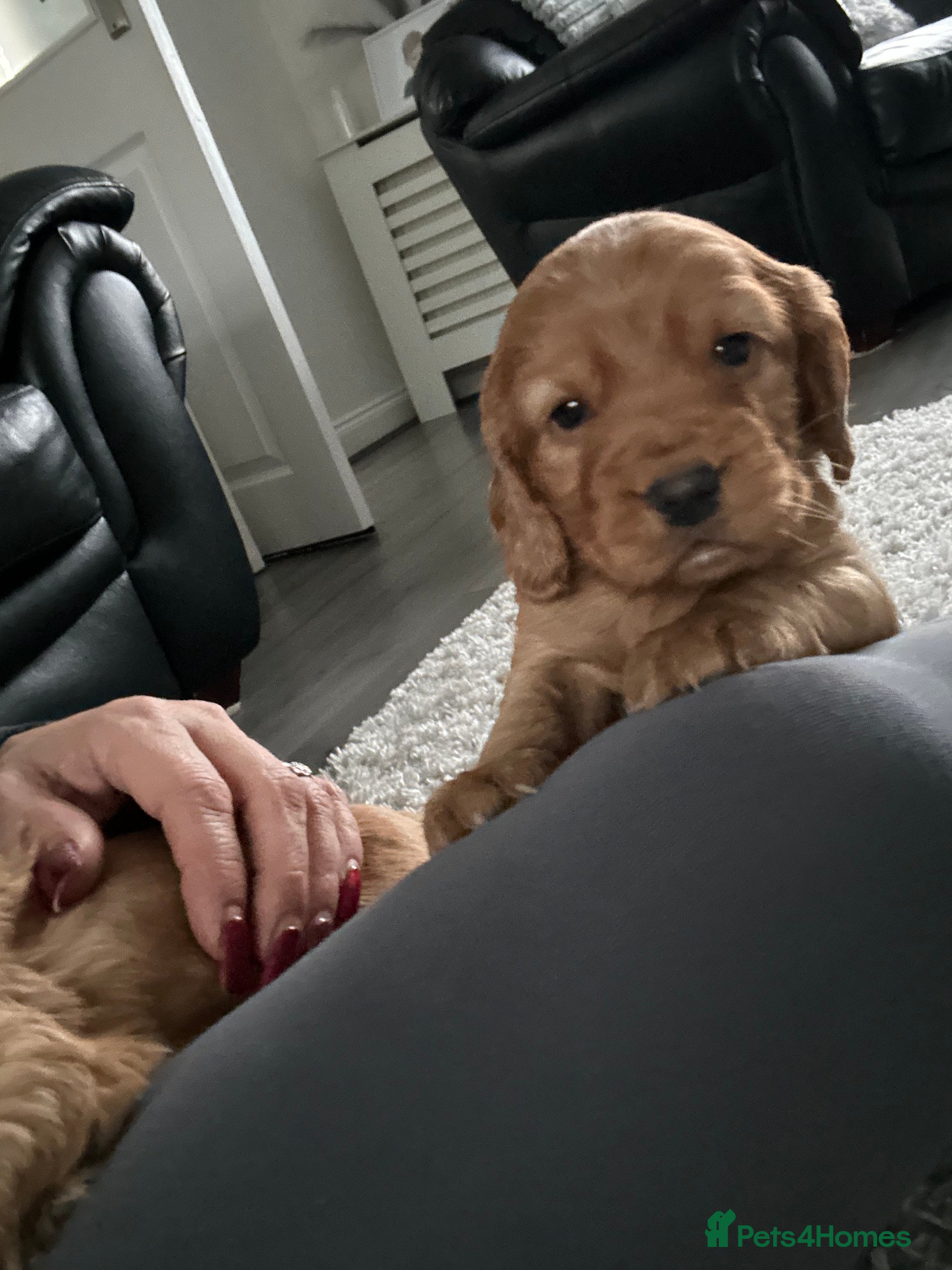 Cocker Spaniel dogs Cocker spaniel pups - Advert 16