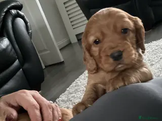 Cocker Spaniel dogs Cocker spaniel pups - Advert 13