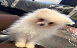 Pomeranian dogs for sale: Pomeranian boy puppy - Advert 9