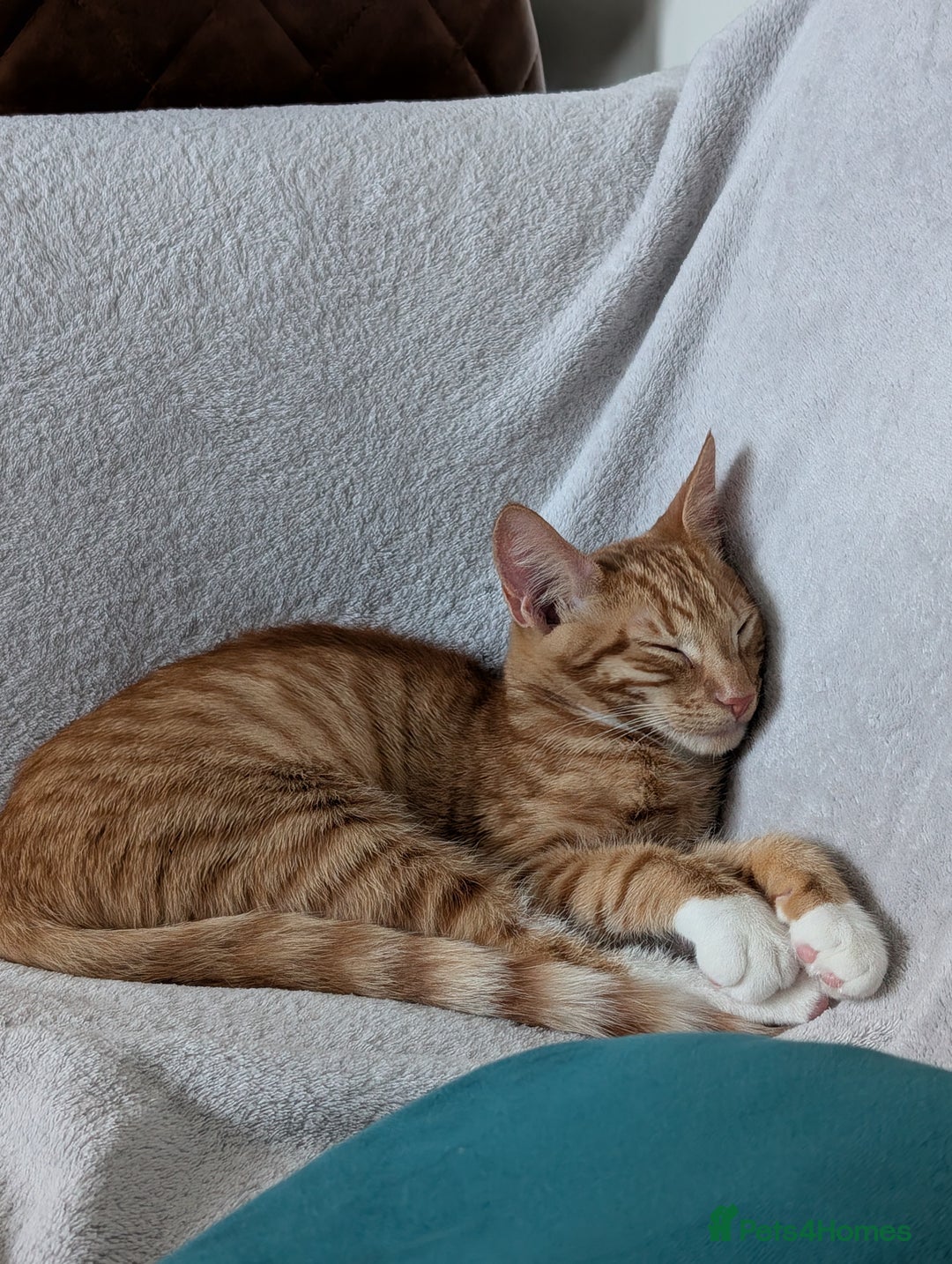 Mixed Breed cats for sale: GORGEOUS ginger and white tabby kitten to go ASAP - Image 4