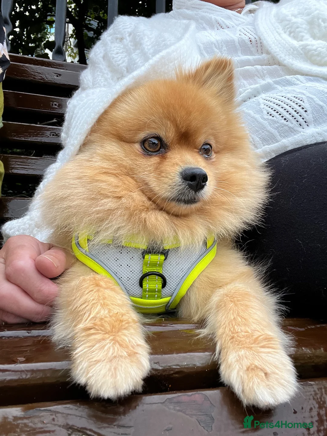 Pomeranian dogs for stud: 🌟 Introducing stunning Kenzo for stud 🌟  - Advert 10