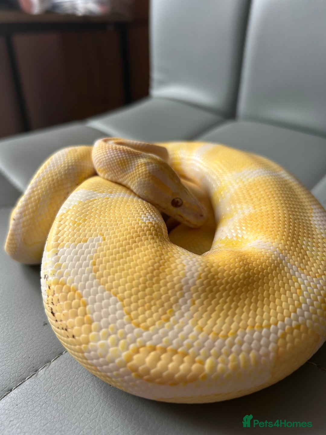 Python Snake reptiles for sale: Lavender Ball python - Image 1