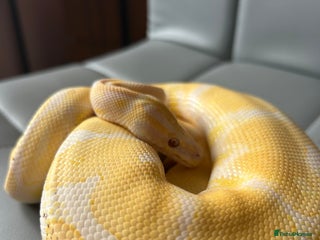 Python Snake reptiles - Advert 34