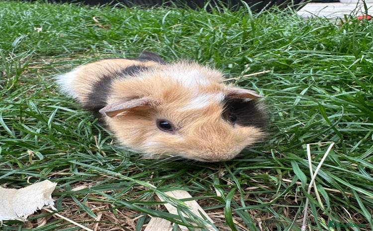 Guinea Pig rodents - Advert 6