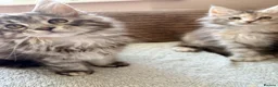 Maine Coon cats for sale: READY NOW. Two tica registered girls. 1 poly  - Advert 5