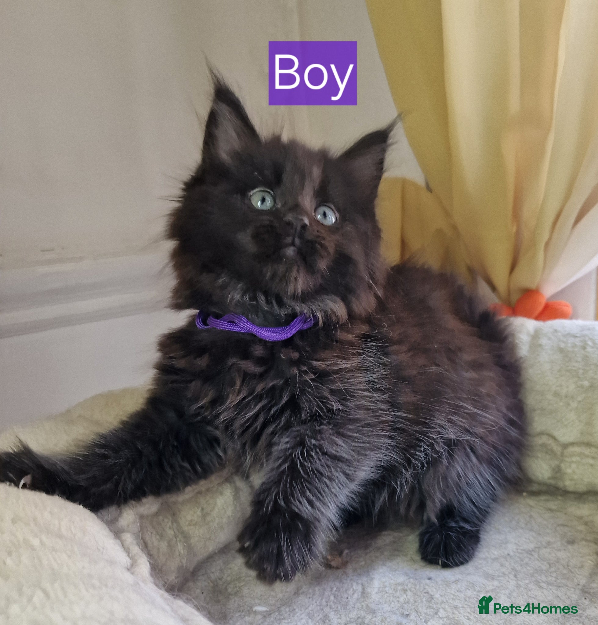 Maine Coon cats for sale: 8 maine coon kittens ready in Bury in Bury - Advert 5