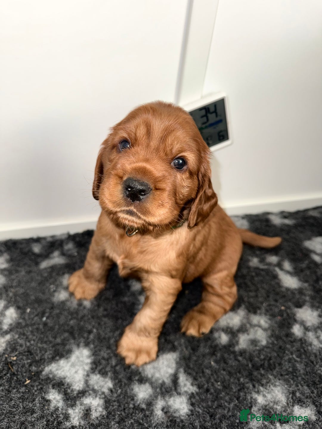 Cocker Spaniel dogs for sale: Chunky Show Cocker Spaniel Puppies  - Advert 7