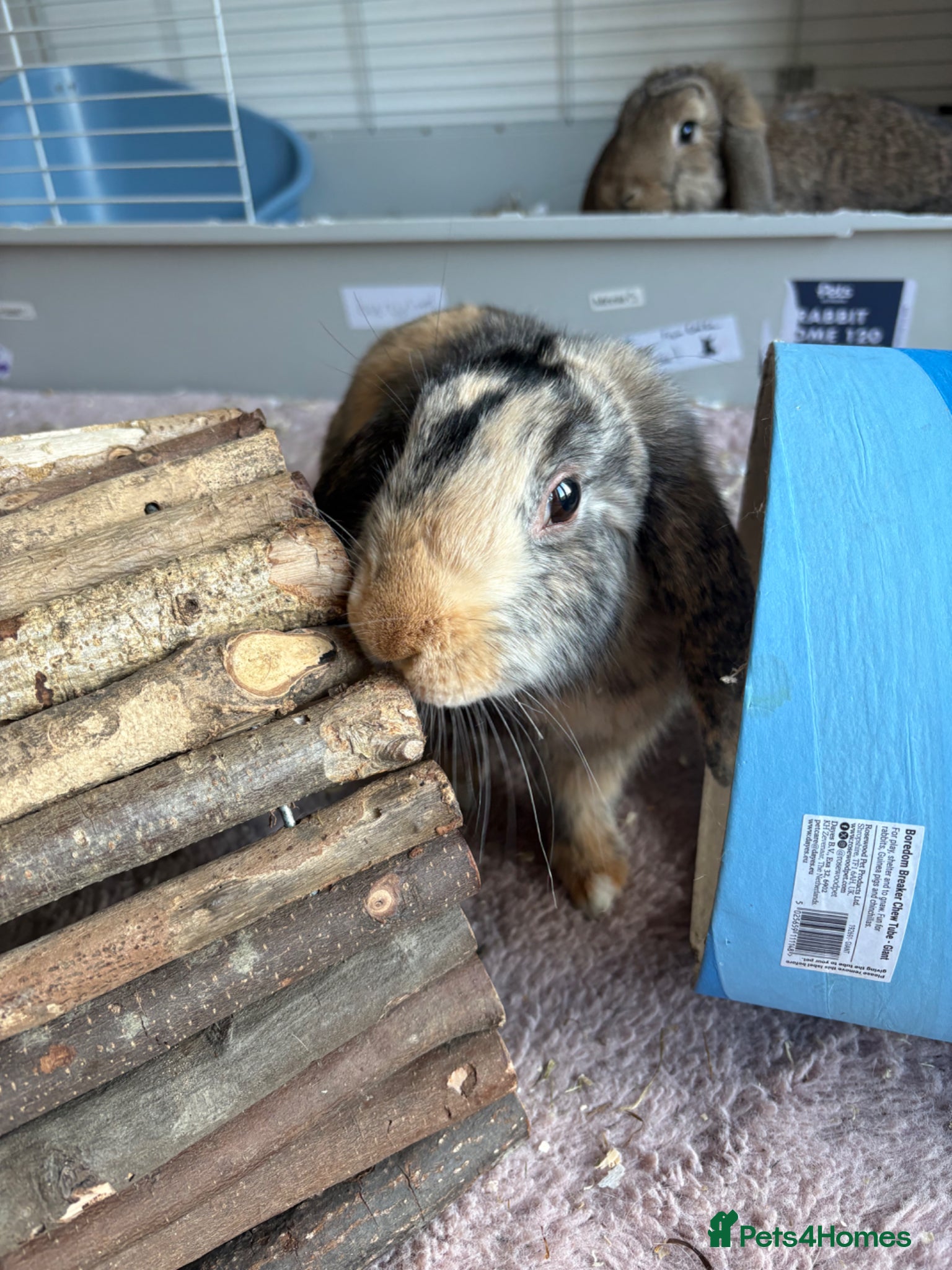 Mixed Breed rabbits Two female bunnies looking for a new home - Advert 1