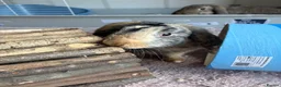 Mixed Breed rabbits for sale: Two female bunnies looking for a new home in Fareham - Advert 1