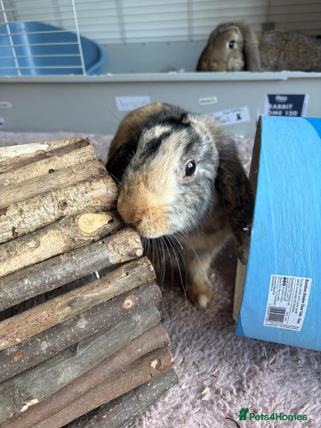 Mixed Breed rabbits for sale: Two female bunnies looking for a new home in Fareham - Advert 1