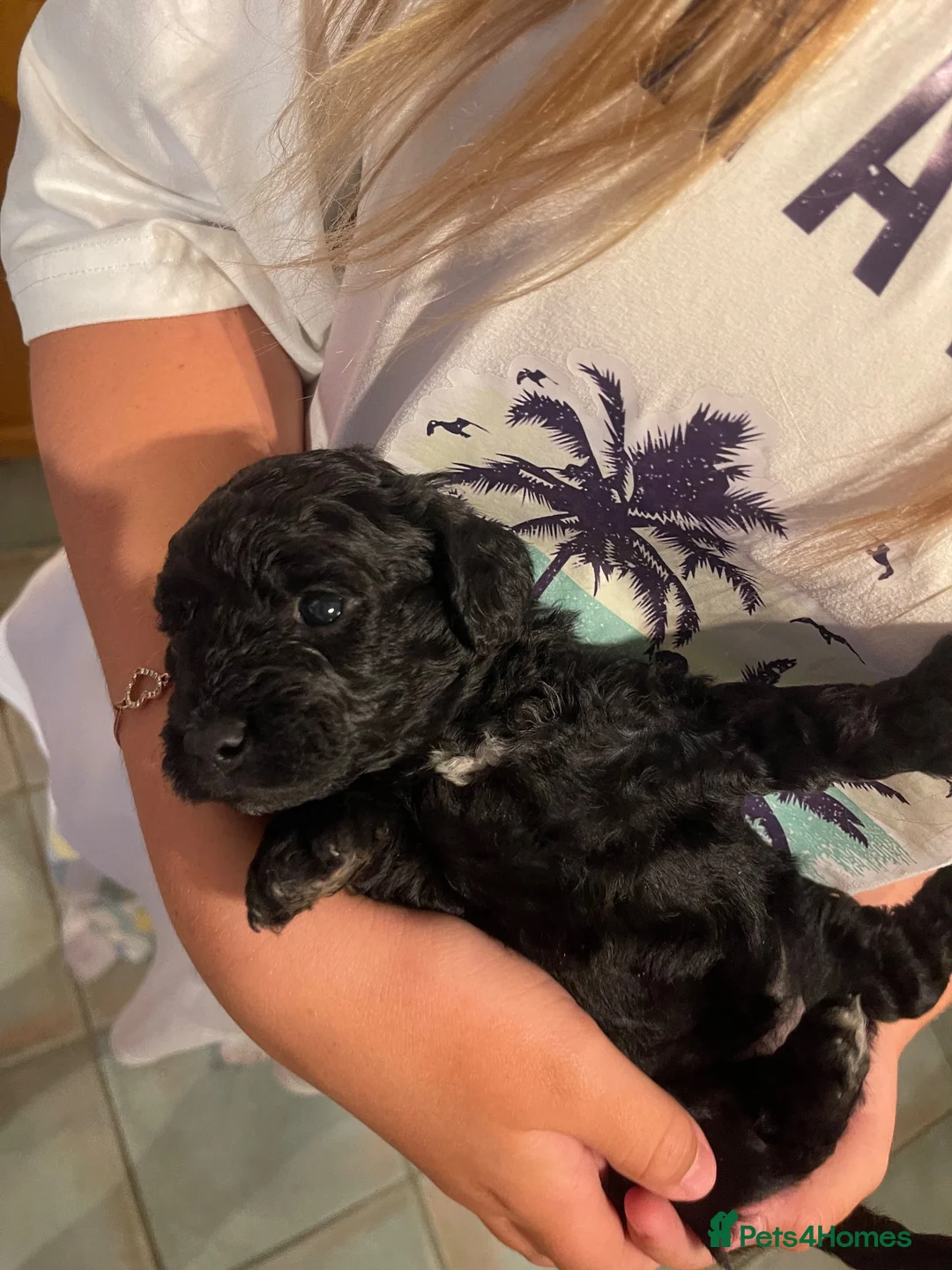 Mixed Breed dogs for sale: Cockaposhon puppies for sale beautiful colours  - Advert 18
