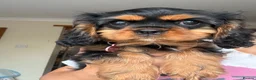 Cavalier King Charles Spaniel dogs for sale: Fully vaccinated KC Reg Black & Tan Girl  - Advert 11