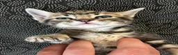 Mixed Breed cats for sale: British Short hair mix kittens - Advert 6