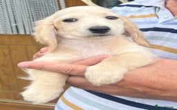 Miniature Dachshund dogs for sale: Cream Longhair Miniature Dachunds Ready Now - Image 11