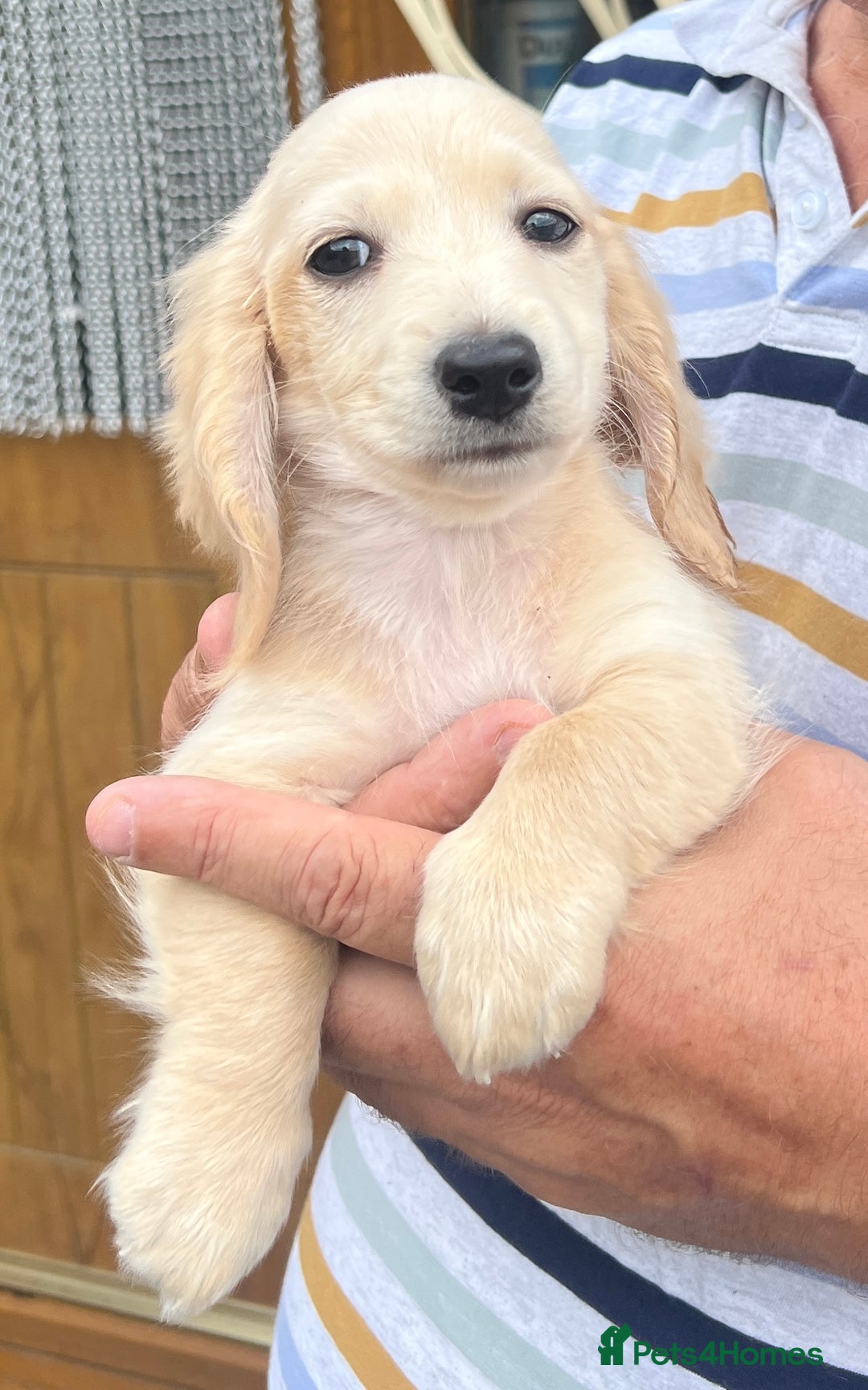 Miniature Dachshund dogs for sale: Cream Longhair Miniature Dachunds Ready Now - Image 11